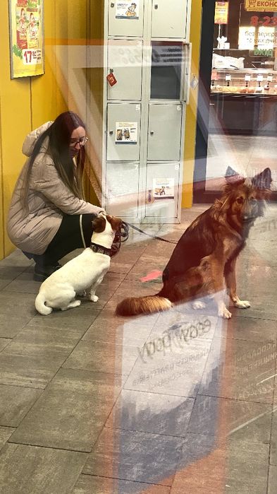 Перетримка ваших тварин з любовью, котики та інші, зооперетримка