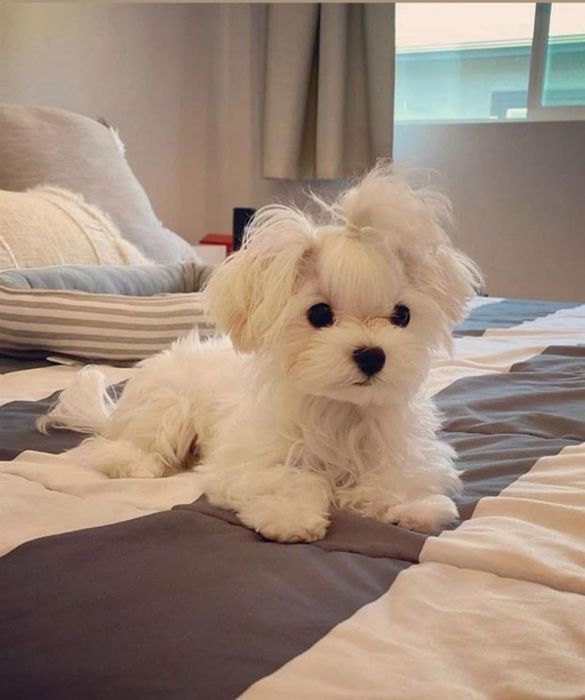 Крихітка Мальтезе )) неймовірна)мілкий  Стандарт