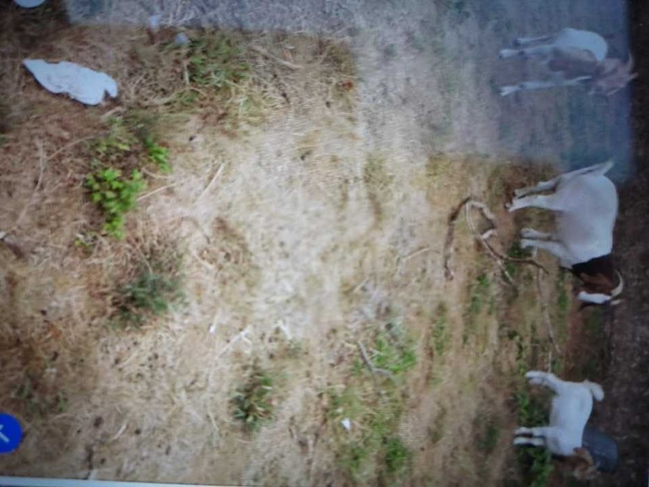 Vendo Cabras boer