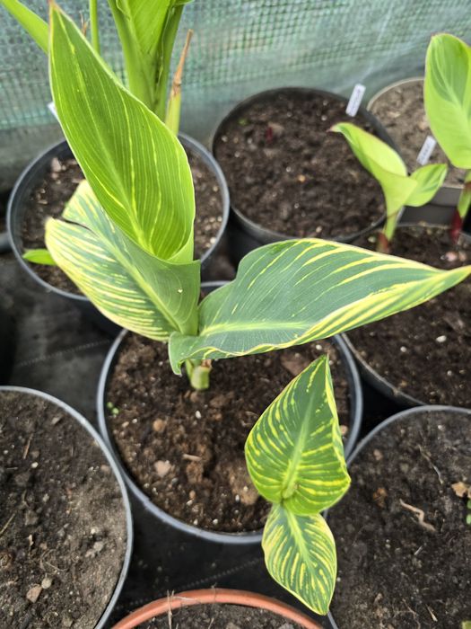 Canna Bethany  i Wolfsong