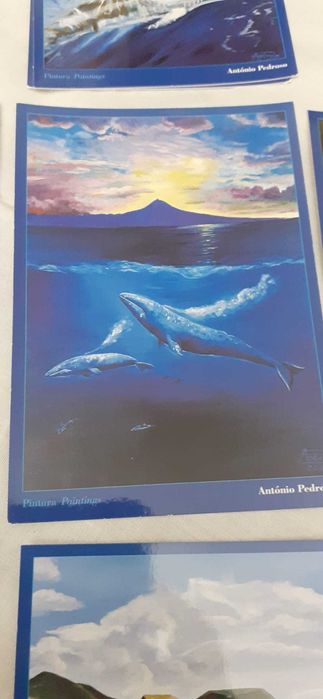 Liv2- Pack com 8 postais de golfinhos da autoria de António Pedroso