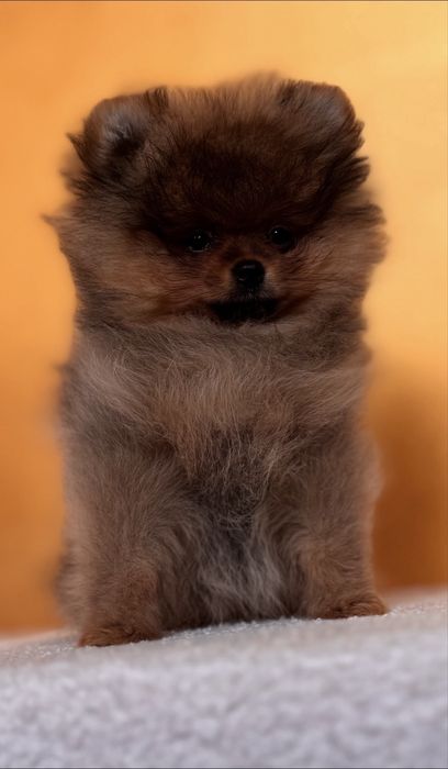 Szpic miniaturowy pomeranian FCi