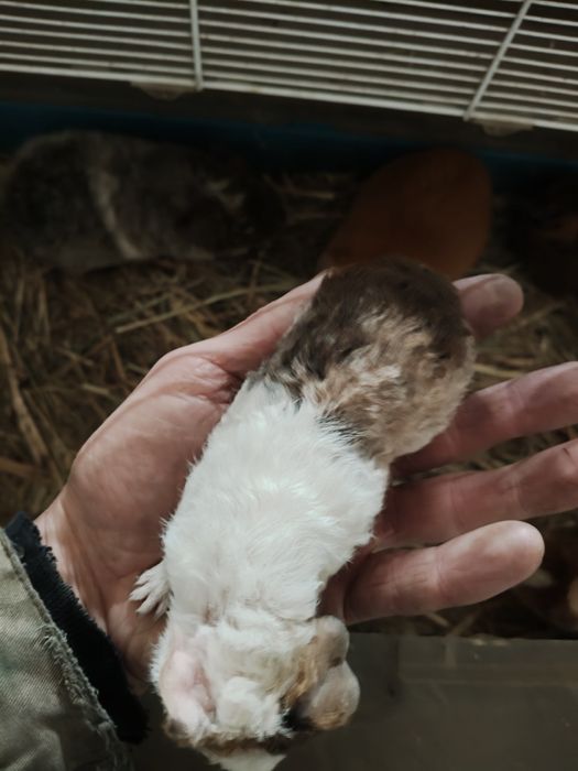 Морские свинки. Американский тетди