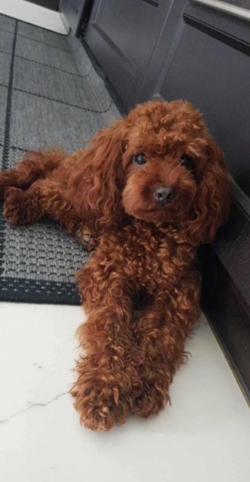 Maltipoo   dziewczynka  XS MINI