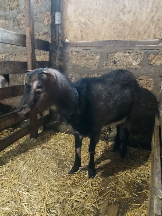 Продам кіз породи ламанча та нубійської.