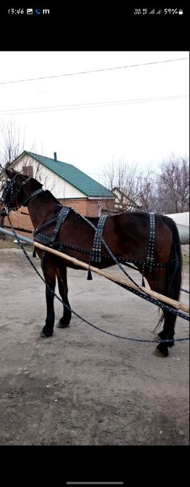 Упряж прикрашена,виїздна, шлея і наритник в закльопках