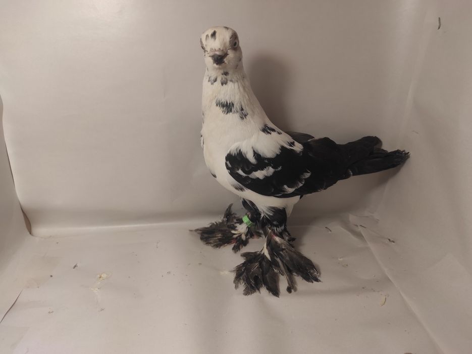 Sprzedam Motyl Warszawski czarny