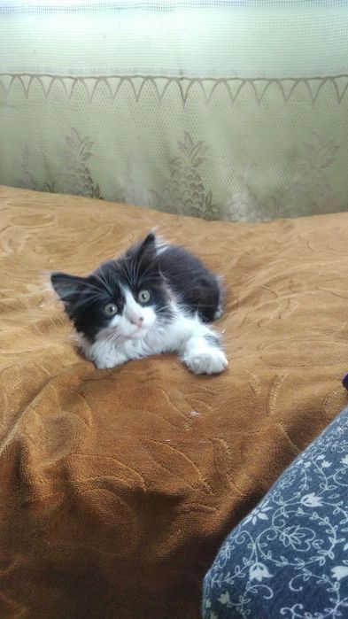 Кішечка, дуже лагідна, чекає своїх господарів.