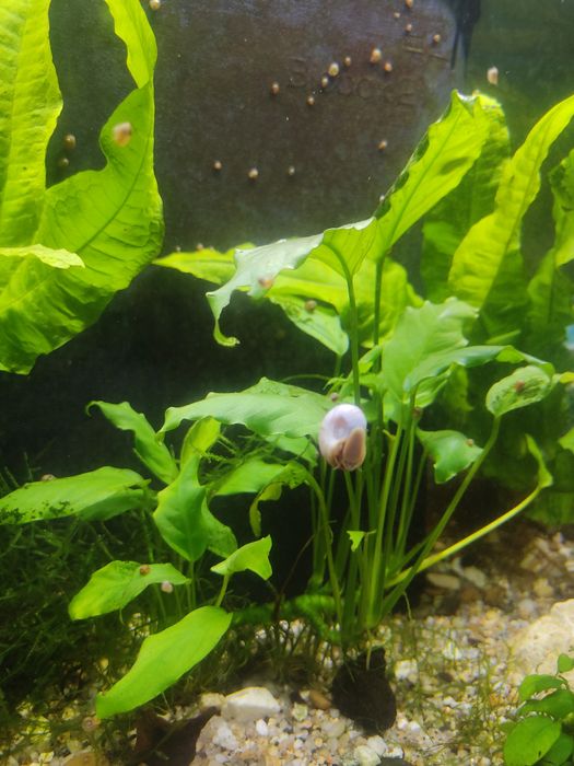 Caracóis Planorbis