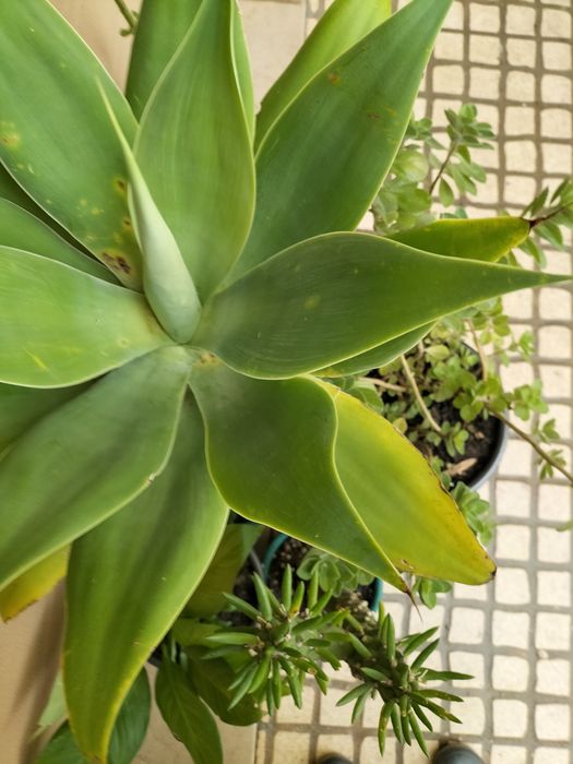 5 vasos de plantas