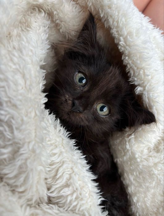 Gatinho para adoção