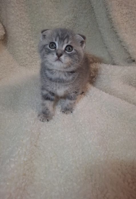 Продам кошеня проди Scottish Fold
