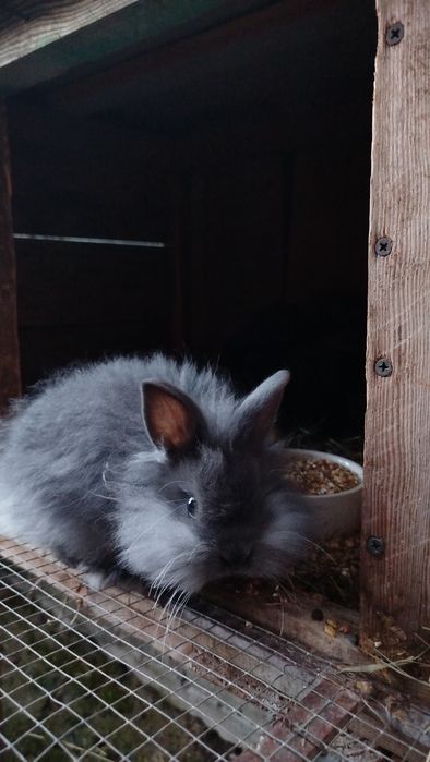 Sprzedam królika miniaturkę siwego