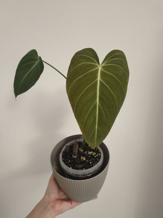 Philodendron Glorious