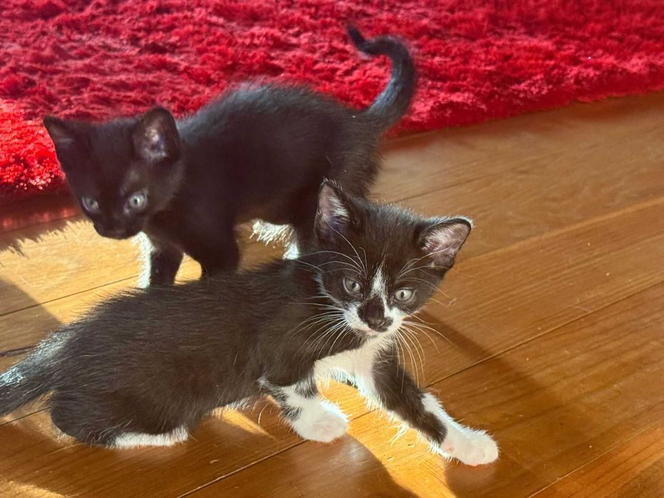 gatos bonitos e meiguinhos para dar