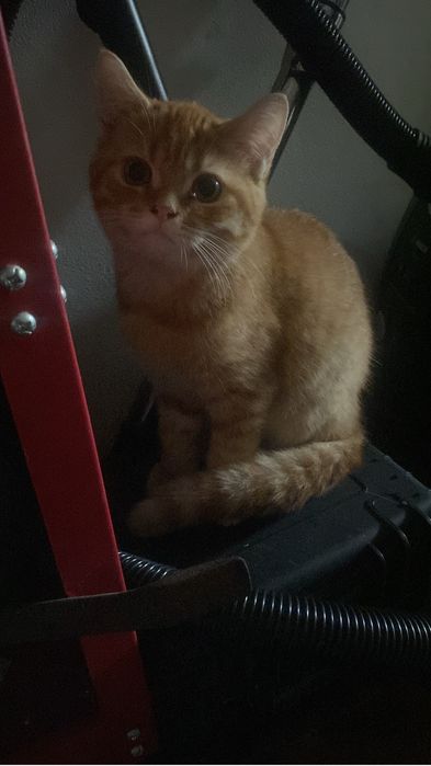 Gatinhos Scottish Straight