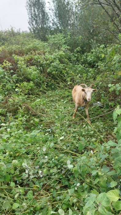 Vende se cabras e chibos