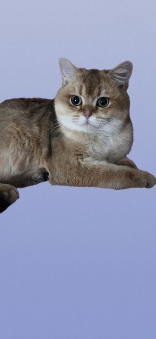 Вязка молодого британского котика.