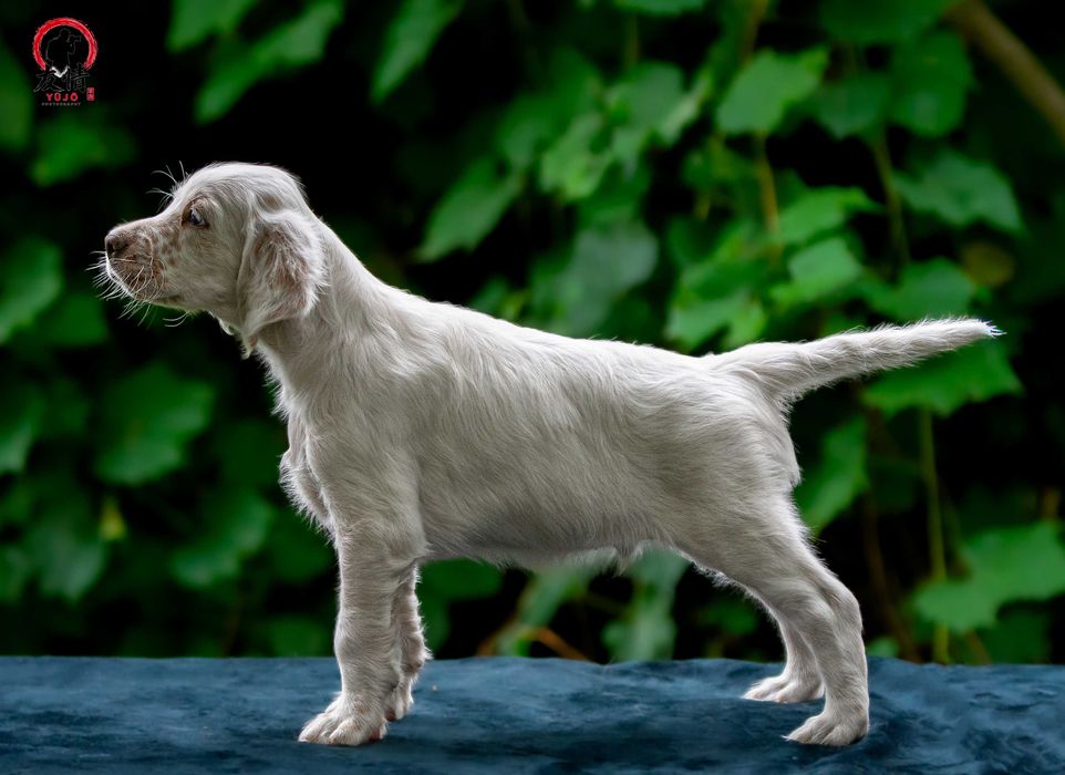 APATYT Antique Dogs FCI Seter Angielski