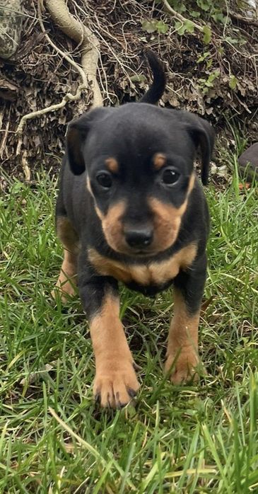 Pinscher Macho/ Fêmea