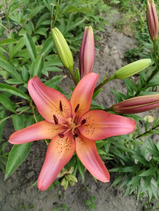 Лілія сорту Royal Sunset