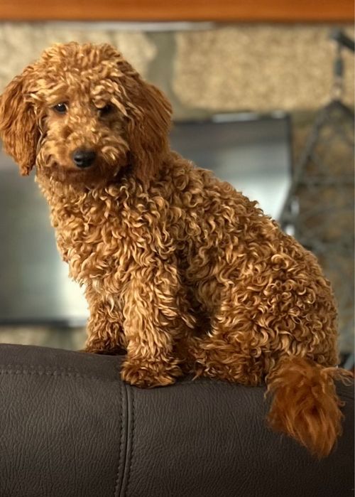 Caniche toy macho para acasalamento