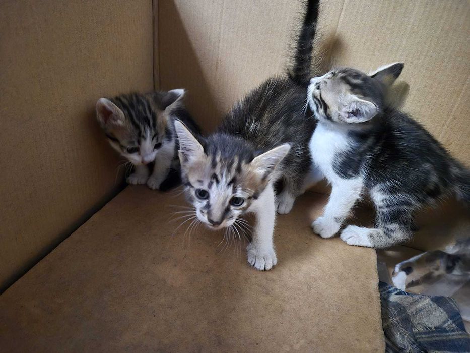 Gatos para adoção