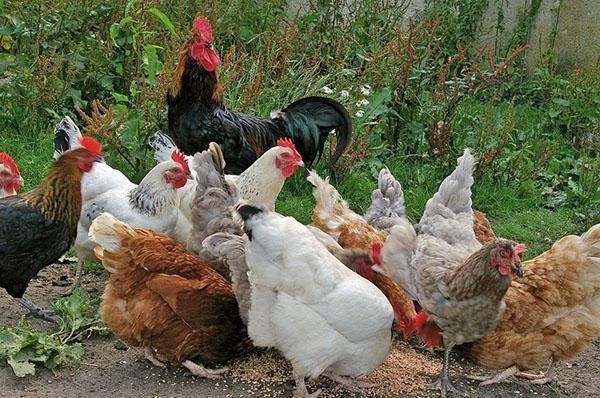 Інкубаційне яйце м'ясо-яєчного направлення кучінська бройлери