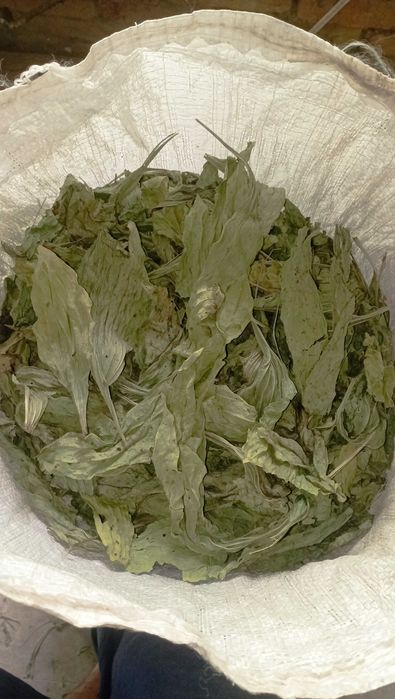 Подорожник великий сухий