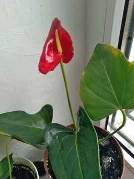 Антуриумы в ассортименте