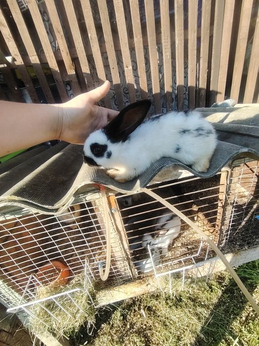 Кролики німецький строкач