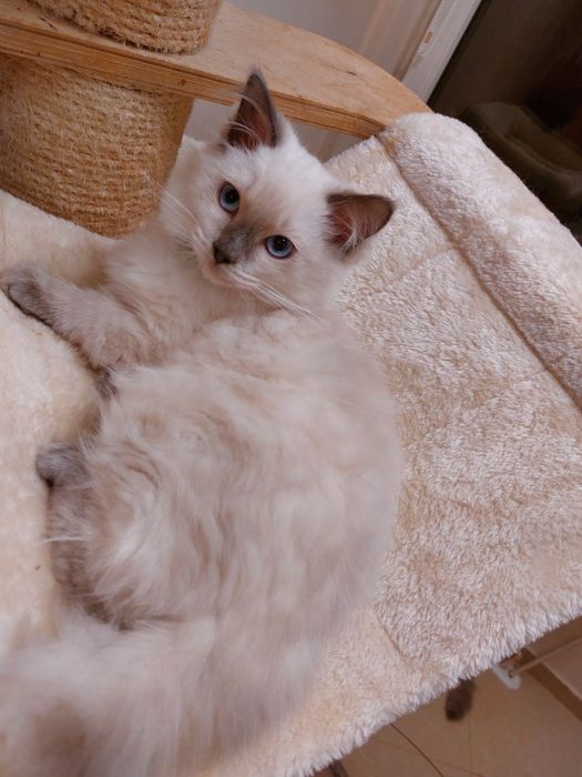 Dakshi kocurek FPL/FIFE