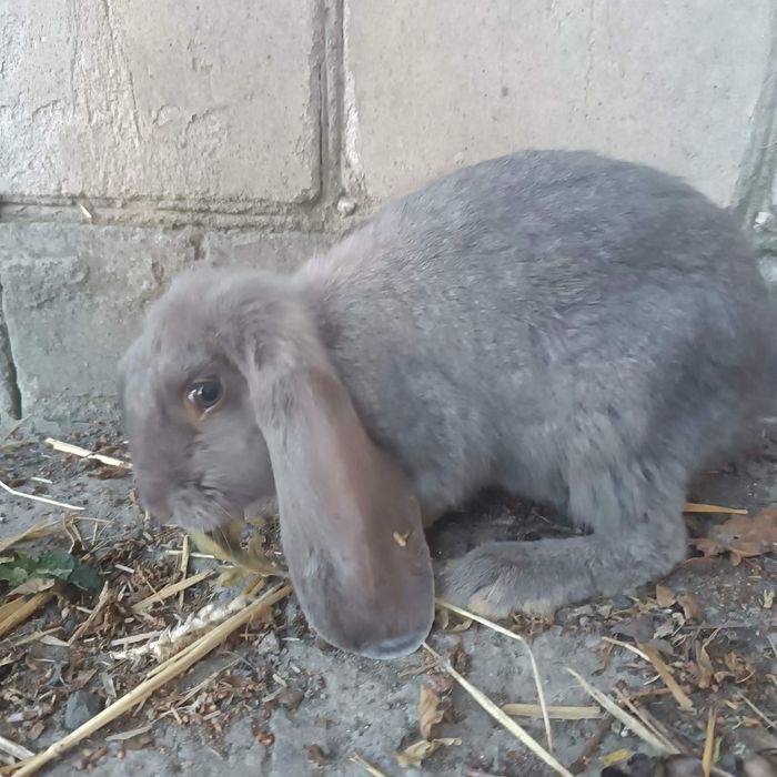 Króliki Baran Francuski