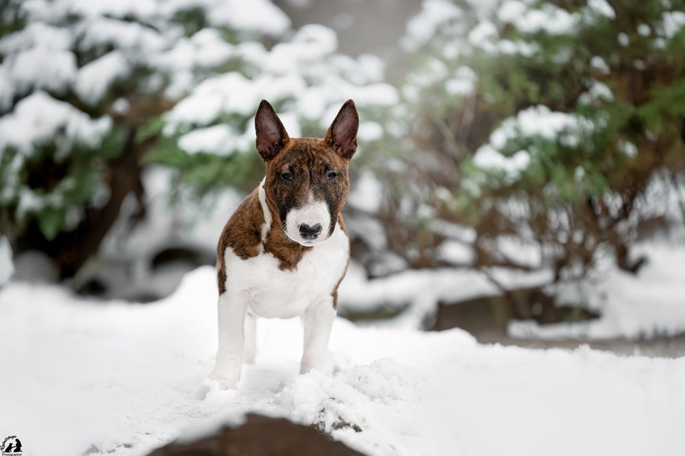Мініатюрний бультерьер/минибуль