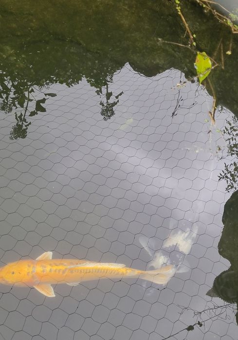 Karpas koi de 45 a 60cm