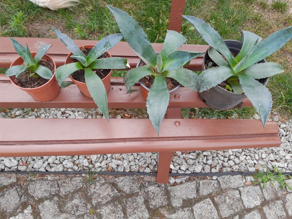 agawy  różnej wielkości zamienię bądź sprzedam