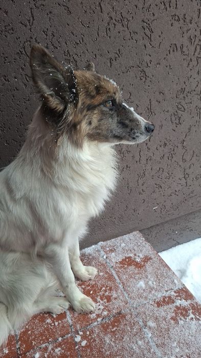 Oddam  w dobre ręce