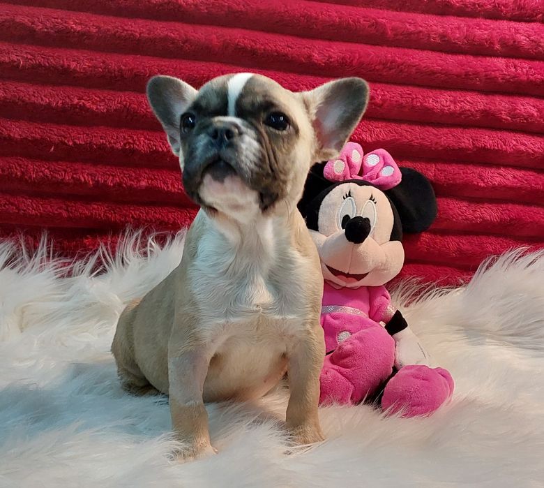 Bulldog francês menina