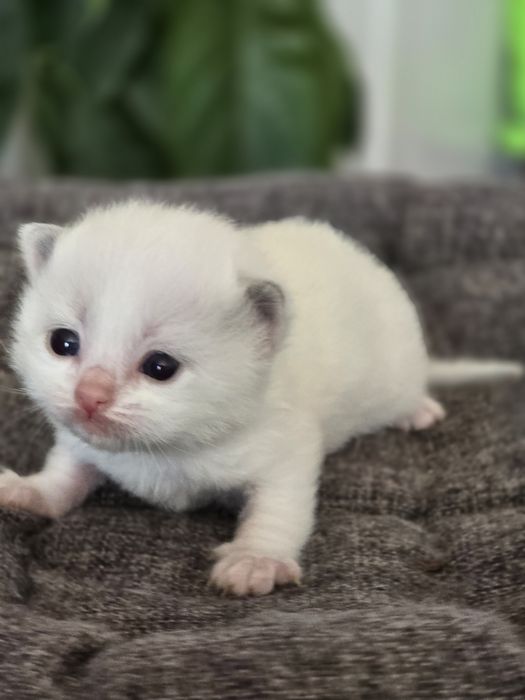 Kocurek ragdoll Rag a 03