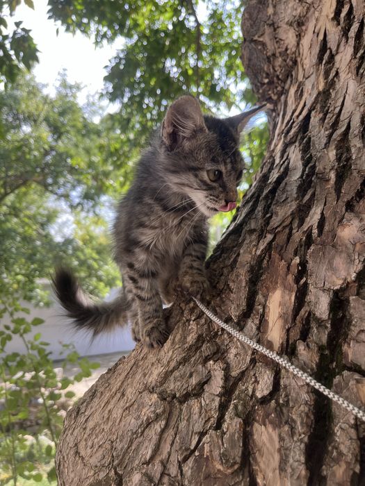 Котенок в поисках дома