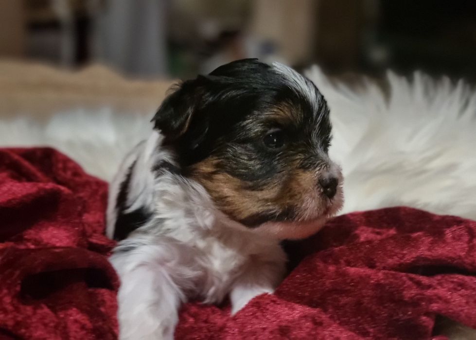 York Biewer Eros Samiec Chłopiec