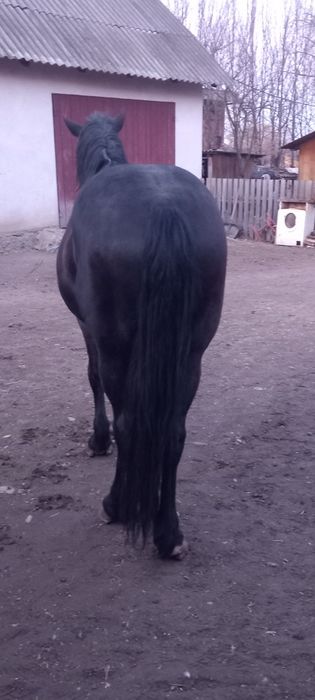 Продається кінь ..