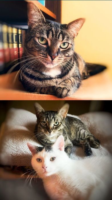 Żywa przytulanka szuka dobrego domu :)