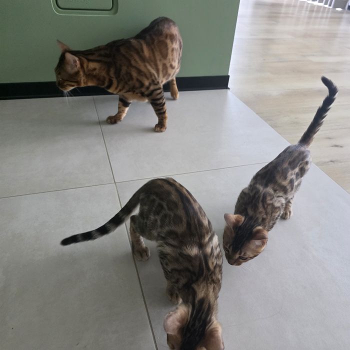Продам Бенгальких котиків