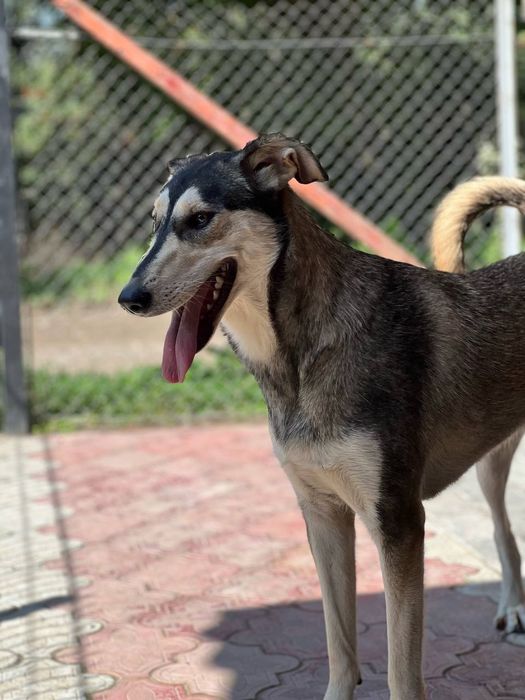 Собачка собака безкоштовно