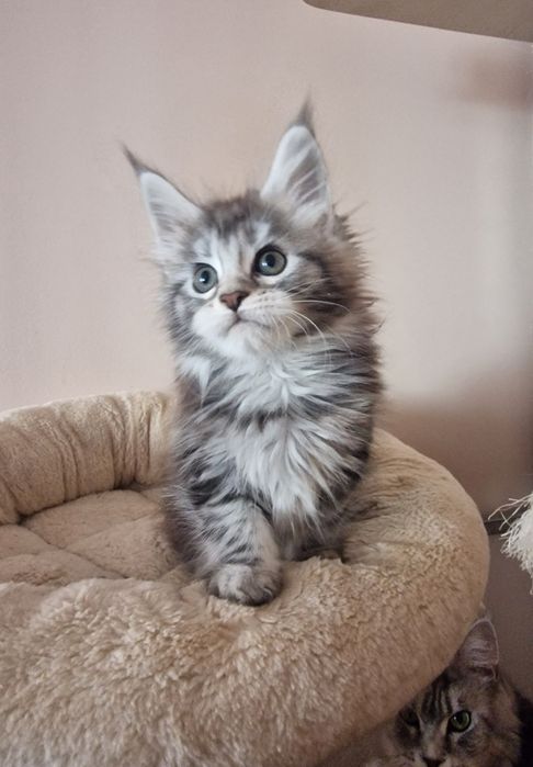 Maine coon kotka kocięta