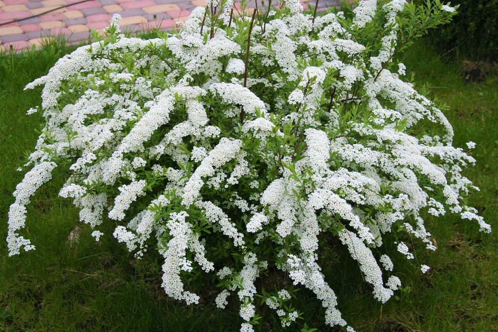 Декоративні кущі , спіреї, дерен, форзиція і інші