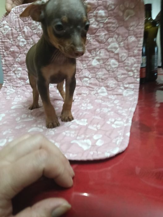Pinscher macho miniatura