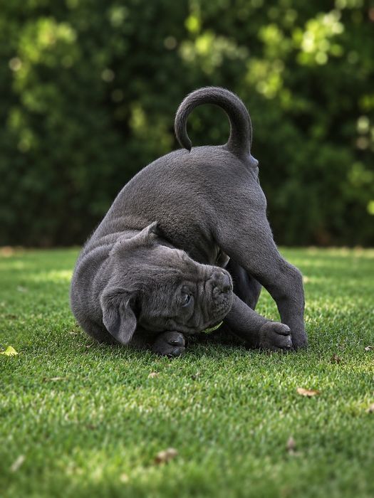 Cane Corso  suczka