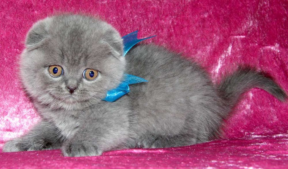 Шотландские вислоухие котята
